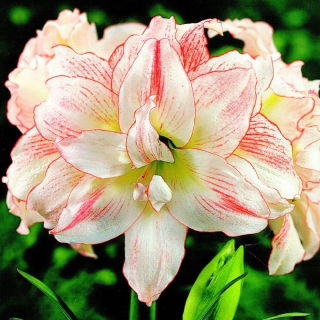 Hippeastrum, Amarylis, Zwartnica - Aphrodite - 1 cebula