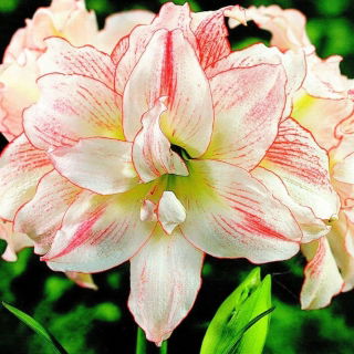 Hippeastrum, Amarylis, Zwartnica - Aphrodite - 1 cebula