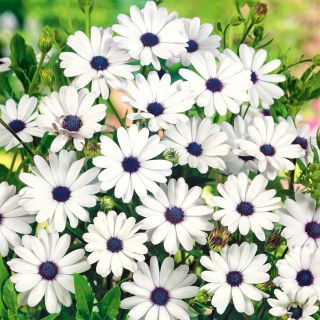 Osteospermum białe - 35 nasion