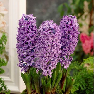Hiacynt Purple Star - 3 cebulki
