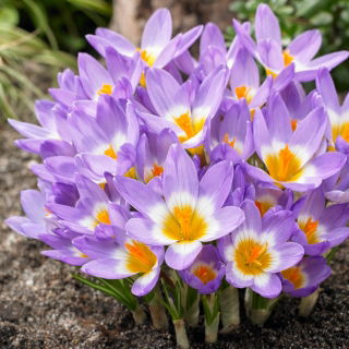 Krokus Tricolor - duża paczka! - 200 szt.