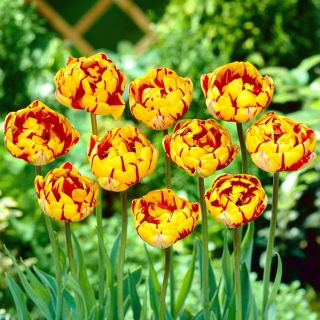 Tulipan Golden Nizza - 5 cebulek