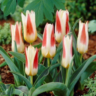 Tulipan Johann Strauss - 5 cebulek