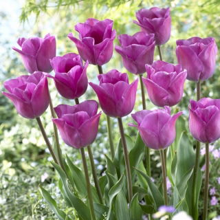 Tulipan Magic Lavender - 5 cebulek