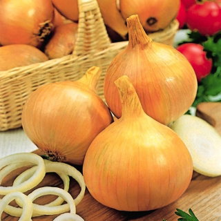 Cebula Efekt - późna, do przechowywania - 1250 nasion