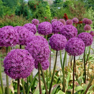 Czosnek olbrzymi - duża paczka! - 20 szt.