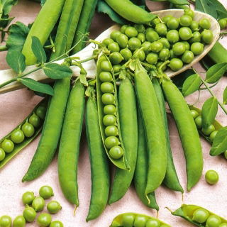 Groszek Premium - cukrowy, bardzo wczesny