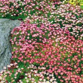 Skalnica – kobierzec różnobarwnych kwiatów - 2000 nasion