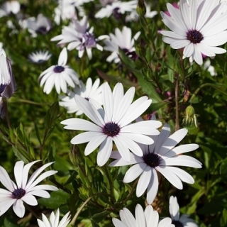 Osteospermum białe - 35 nasion