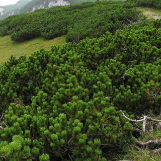 Kosodrzewina, Sosna górska - 40 nasion