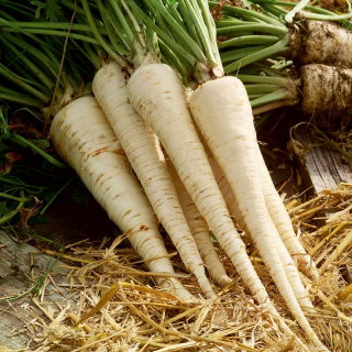 Pietruszka korzeniowa Roksana - średniopóźna, na wysiew jesienny - 4250 nasion