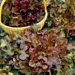 BIO Sałata liściowa - Red Salad Bowl - Certyfikowane nasiona ekologiczne