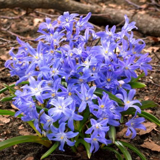 Śnieżnik lśniący - Chionodoxa luciliae - 10 cebulek