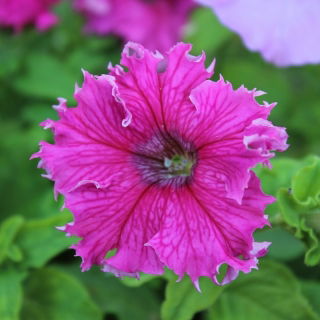 Petunia o kwiatach strzępiastych - różowa - 80 nasion