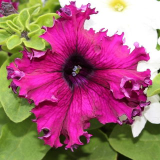 Petunia o kwiatach strzępiastych - mieszanka - 80 nasion