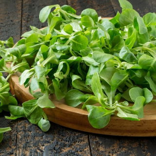 Roszponka Accent - łatwy wysiew