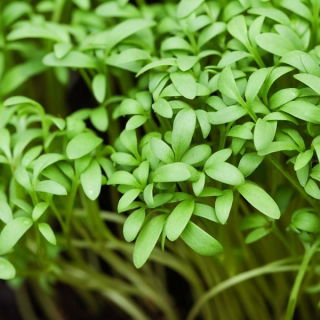 BIO Nasiona na kiełki - Rzeżucha - Certyfikowane nasiona ekologiczne - 13500 nasion