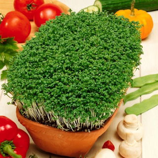 Rzeżucha - gigantyczne opakowanie - 500 gram - 225000 nasion