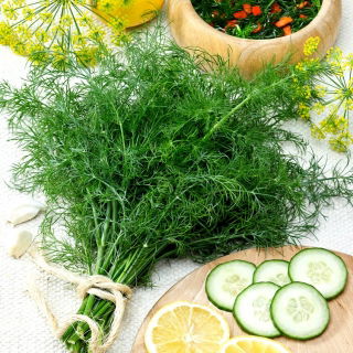 Koper ogrodowy Kozak - bardzo aromatyczny - 2800 nasion