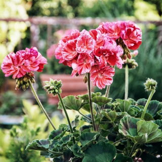 Pelargonia łososioworóżowa z czerwonymi plamkami Raspberry Ripple - pstra - 6 nasion