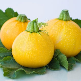 Cukinia One Ball F1 - 8 nasion