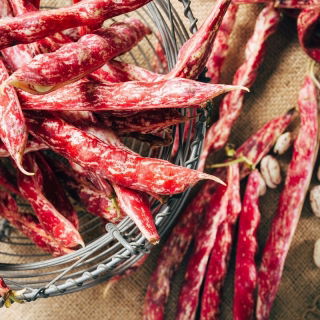 Fasola Jimenez - zwykła szparagowa tyczna dwubarwna - 20 nasion