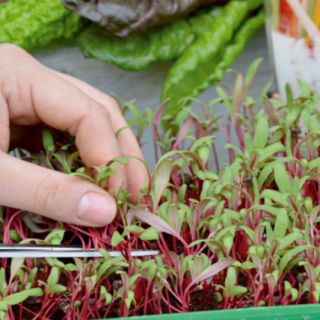 Microgreens - Burak liściowy - młode listki o unikalnym smaku - 450 nasion