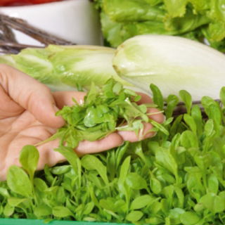 Microgreens - Cykoria liściowa - młode listki o unikalnym smaku - 2160 nasion