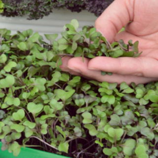 Microgreens – Jarmuż czerwony Scarlet - młode listki o unikalnym smaku - 900 nasion
