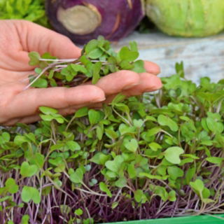 Microgreens - Kalarepa - młode listki o unikalnym smaku - 1040 nasion