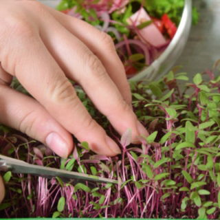 Microgreens - Szarłat czerwony - młode listki o unikalnym smaku - 4000 nasion