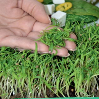 Microgreens - Szpinak - młode listki o unikalnym smaku - 800 nasion