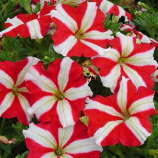 Petunia o kwiatach dwubarwnych - czerwono-biała