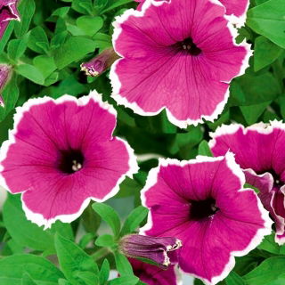 Petunia ogrodowa Iluzja - różowa - 400 nasion