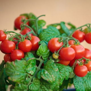 Pomidor balkonowy - Balkoni Red F1