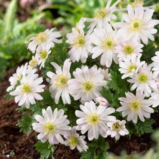Zawilec grecki - White Splendour - duża paczka! - 80 szt.