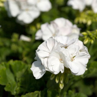 Pelargonia biała - 11 nasion