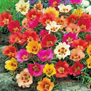 Portulaka - 4500 nasion