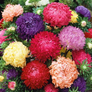 Aster chiński peoniowy - 450 nasion