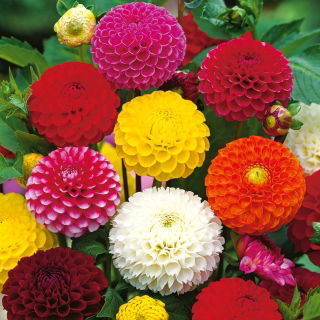Dalia pomponowa - mieszanka - 120 nasion