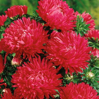 Aster chiński peoniowy czerwony - 500 nasion