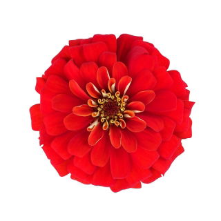Cynia wytworna Liliput Scarlet Gem szkarłatna