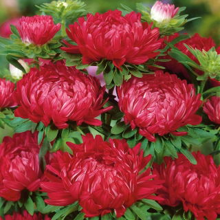 Aster Duchesse czerwony