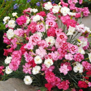 Goździk pierzasty Spring Beauty - mieszanka