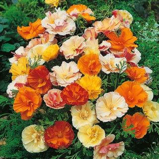 Pozłotka, eszolcja pełna Ballerina - mieszanka - 650 nasion