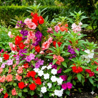 Niecierpek - zestaw 3 odmian nasion kwiatów