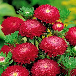 Aster chiński pomponowy Bolero czerwony