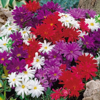 Aster karłowy Pepite - mieszanka - 500 nasion