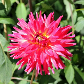 Dalia kaktusowa - mieszanka - 120 nasion