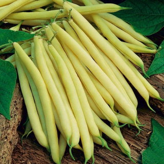 Fasola Batuta - szparagowa, żółta, karłowa